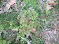 Euphorbia peplus